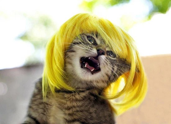 Hình mèo chế tóc giả ff