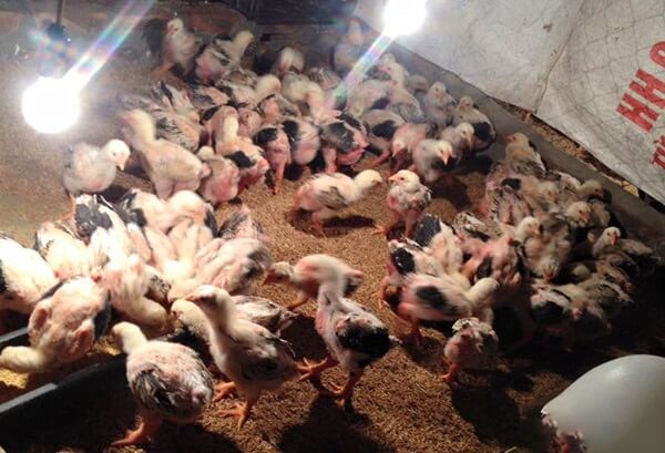 Kỹ thuật nuôi gà Đông Tảo và cách chăm sóc gà khỏe mạnh