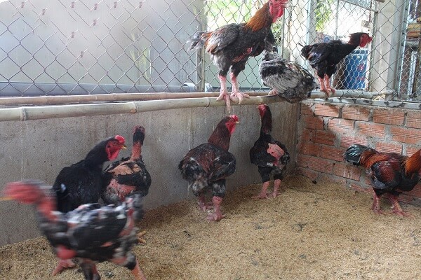 Kỹ thuật nuôi gà Đông Tảo và cách chăm sóc gà khỏe mạnh
